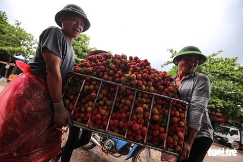Bắc Giang lên tiếng vụ vải thiều giá 3.000/kg phải đổ sông - Ảnh 1. Bắc Giang lên tiếng vụ vải thiều giá 3.000/kg phải đổ sông - Ảnh 1.