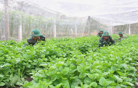Vườn rau 11 tấn/năm tăng gia sản xuất của bộ đội - Ảnh 1. Vườn rau 11 tấn/năm tăng gia sản xuất của bộ đội - Ảnh 1.