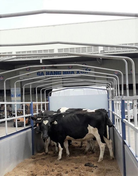 Vinamilk nhập lô bò A2 thuần chủng từ New Zealand - Ảnh 3. Vinamilk nhập lô bò A2 thuần chủng từ New Zealand - Ảnh 3.
