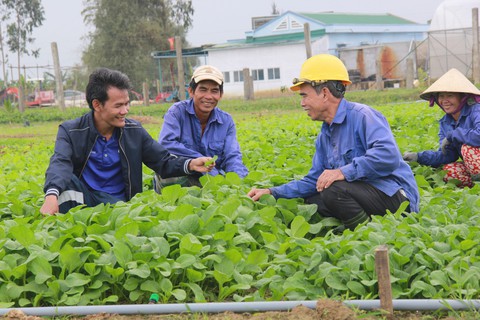 Trồng rau sạch, sống khỏe ở miền Trung - Ảnh 4. Trồng rau sạch, sống khỏe ở miền Trung - Ảnh 4.