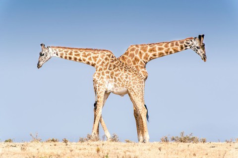 Ảnh thiên nhiên đẹp ngẩn ngơ từ cuộc thi ảnh du lịch NatGeo - Ảnh 5. Ảnh thiên nhiên đẹp ngẩn ngơ từ cuộc thi ảnh du lịch NatGeo - Ảnh 5.
