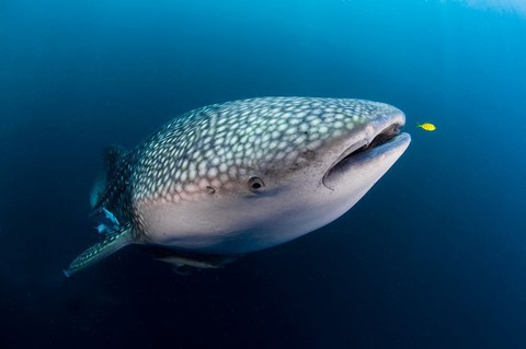 Ảnh thiên nhiên đẹp ngẩn ngơ từ cuộc thi ảnh du lịch NatGeo - Ảnh 7. Ảnh thiên nhiên đẹp ngẩn ngơ từ cuộc thi ảnh du lịch NatGeo - Ảnh 7.