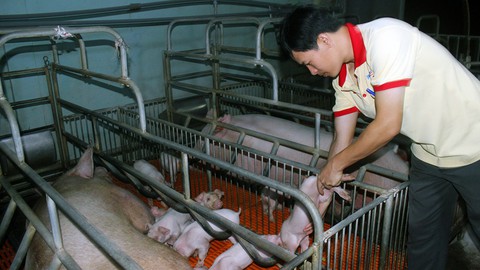 Giá tăng trở lại, nông dân đua nhau nuôi heo trong âu lo - Ảnh 1. Giá tăng trở lại, nông dân đua nhau nuôi heo trong âu lo - Ảnh 1.