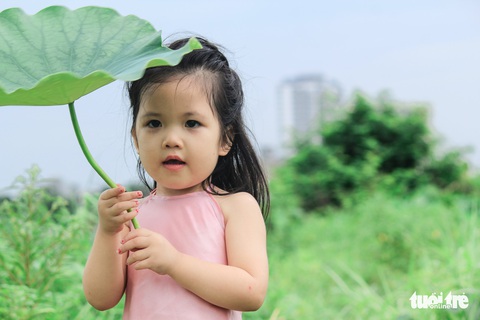 Sen hồ Tây nở rộ, giới trẻ đua nhau chụp hình - Ảnh 7. Sen hồ Tây nở rộ, giới trẻ đua nhau chụp hình - Ảnh 7.