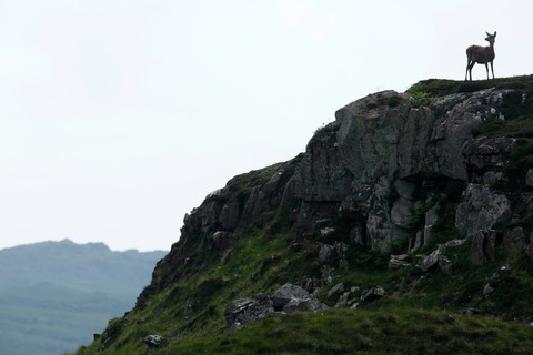 Đến đảo Scotland khám phá sự sống hươu đỏ - Ảnh 2. Đến đảo Scotland khám phá sự sống hươu đỏ - Ảnh 2.