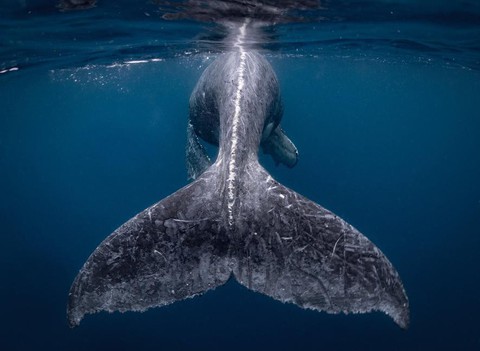 Ảnh chụp đuôi cá voi lưng gù đoạt giải ảnh du lịch NatGeo 2018 - Ảnh 1. Ảnh chụp đuôi cá voi lưng gù đoạt giải ảnh du lịch NatGeo 2018 - Ảnh 1.