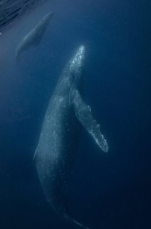 Ảnh chụp đuôi cá voi lưng gù đoạt giải ảnh du lịch NatGeo 2018 - Ảnh 2. Ảnh chụp đuôi cá voi lưng gù đoạt giải ảnh du lịch NatGeo 2018 - Ảnh 2.