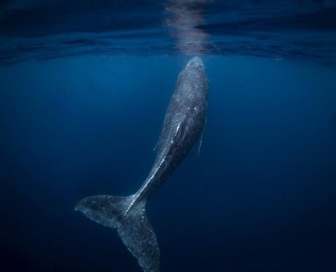 Ảnh chụp đuôi cá voi lưng gù đoạt giải ảnh du lịch NatGeo 2018 - Ảnh 3. Ảnh chụp đuôi cá voi lưng gù đoạt giải ảnh du lịch NatGeo 2018 - Ảnh 3.