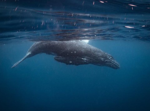 Ảnh chụp đuôi cá voi lưng gù đoạt giải ảnh du lịch NatGeo 2018 - Ảnh 7. Ảnh chụp đuôi cá voi lưng gù đoạt giải ảnh du lịch NatGeo 2018 - Ảnh 7.
