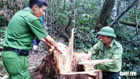 Xét xử phó đồn trưởng biên phòng đạo diễn phá rừng pơmu - Ảnh 5. Xét xử phó đồn trưởng biên phòng đạo diễn phá rừng pơmu - Ảnh 5.