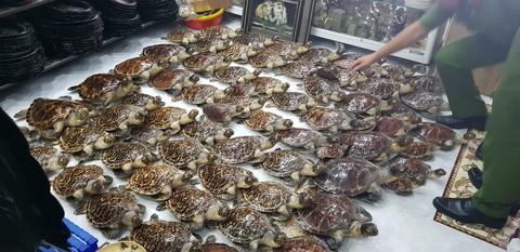 Điều tra vụ 72 tiêu bản rùa biển quý hiếm trong cửa hàng mỹ nghệ - Ảnh 1. Điều tra vụ 72 tiêu bản rùa biển quý hiếm trong cửa hàng mỹ nghệ - Ảnh 1.
