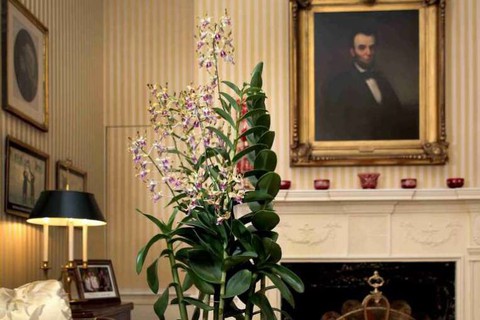 Sẽ có hoa lan tên Kim Jong Un và Donald Trump ở Singapore? - Ảnh 2. Sẽ có hoa lan tên Kim Jong Un và Donald Trump ở Singapore? - Ảnh 2.