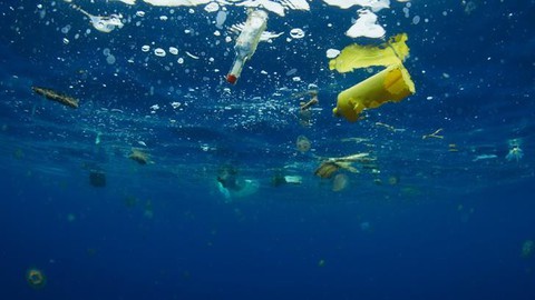 Vì sao động vật biển không thể ngừng ăn rác nhựa? - Ảnh 1. Vì sao động vật biển không thể ngừng ăn rác nhựa? - Ảnh 1.