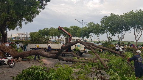 Ba người đi xe máy bị thương do cây xà cừ bật gốc - Ảnh 2. Ba người đi xe máy bị thương do cây xà cừ bật gốc - Ảnh 2.