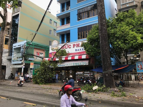 Nhiều cây xanh ngã đổ trong dông gió ở Sài Gòn - Ảnh 1. Nhiều cây xanh ngã đổ trong dông gió ở Sài Gòn - Ảnh 1.