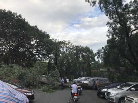 Nhiều cây xanh ngã đổ trong dông gió ở Sài Gòn - Ảnh 2. Nhiều cây xanh ngã đổ trong dông gió ở Sài Gòn - Ảnh 2.