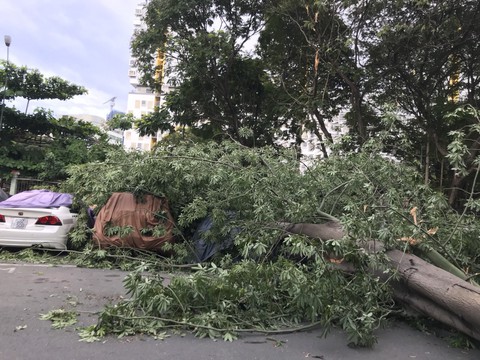 Nhiều cây xanh ngã đổ trong dông gió ở Sài Gòn - Ảnh 4. Nhiều cây xanh ngã đổ trong dông gió ở Sài Gòn - Ảnh 4.