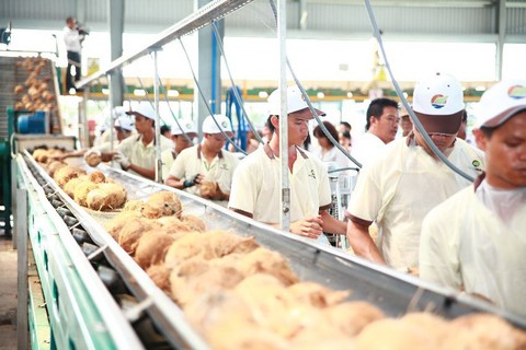 Không ngừng đảm bảo đầu ra cho trái dừa Bến Tre - Ảnh 1. Không ngừng đảm bảo đầu ra cho trái dừa Bến Tre - Ảnh 1.