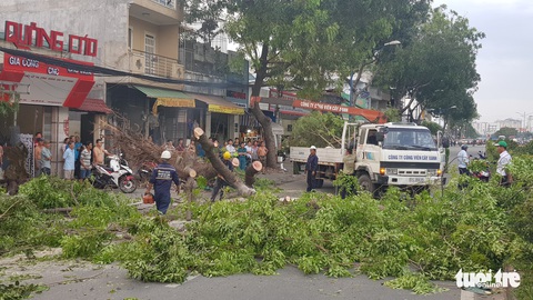Ba người đi xe máy bị thương do cây xà cừ bật gốc - Ảnh 3. Ba người đi xe máy bị thương do cây xà cừ bật gốc - Ảnh 3.