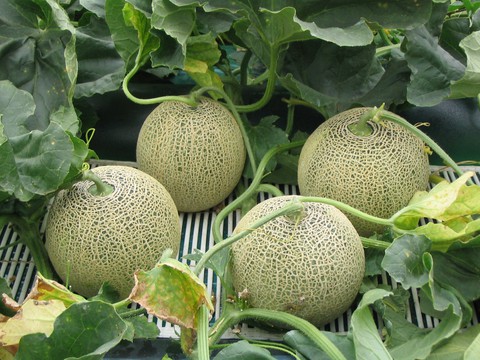 Hè này, khám phá thiên đường dưa lưới Ibaraki - Ảnh 2. Hè này, khám phá thiên đường dưa lưới Ibaraki - Ảnh 2.