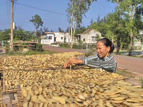 Quảng Bình quê ta ơi, khoai khoai toàn khoai! - Ảnh 1. Quảng Bình quê ta ơi, khoai khoai toàn khoai! - Ảnh 1.