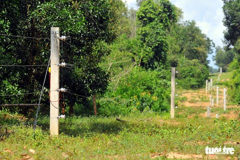 Voi rừng lại ra phá hoại hoa màu của người dân - Ảnh 2. Voi rừng lại ra phá hoại hoa màu của người dân - Ảnh 2.