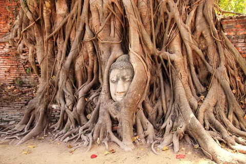 Một ngày thú vị ở cố đô Ayutthaya - Ảnh 5. Một ngày thú vị ở cố đô Ayutthaya - Ảnh 5.