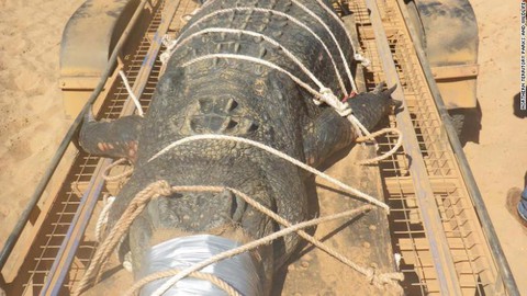 Cá sấu khổng lồ 600 ký đã bị bắt - Ảnh 2. Cá sấu khổng lồ 600 ký đã bị bắt - Ảnh 2.
