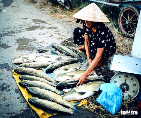 Hàng trăm lồng cá chết vì thủy điện không xả, nước sông Bồ không chảy - Ảnh 2. Hàng trăm lồng cá chết vì thủy điện không xả, nước sông Bồ không chảy - Ảnh 2.