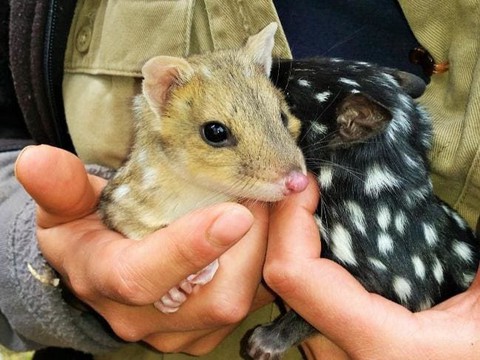 Australia đưa trở lại lục địa loài mèo túi biến mất suốt 50 năm - Ảnh 1. Australia đưa trở lại lục địa loài mèo túi biến mất suốt 50 năm - Ảnh 1.