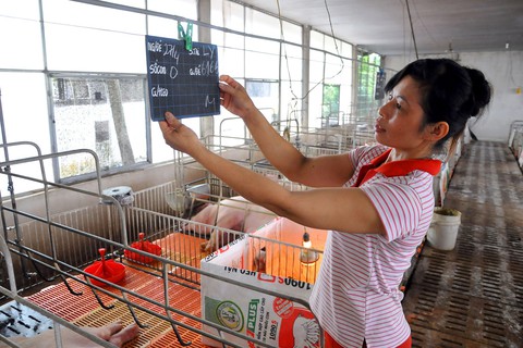 Đại chiến Mỹ - Trung: Thịt heo Mỹ sẽ tràn vào Việt Nam? - Ảnh 1. Đại chiến Mỹ - Trung: Thịt heo Mỹ sẽ tràn vào Việt Nam? - Ảnh 1.