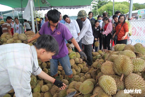 Ùn ùn đi ăn sầu riêng siêu rẻ, chỉ 19.000 đồng/kg - Ảnh 6. Ùn ùn đi ăn sầu riêng siêu rẻ, chỉ 19.000 đồng/kg - Ảnh 6.