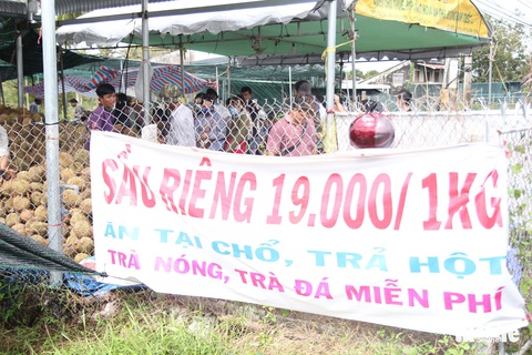 Ùn ùn đi ăn sầu riêng siêu rẻ, chỉ 19.000 đồng/kg - Ảnh 7. Ùn ùn đi ăn sầu riêng siêu rẻ, chỉ 19.000 đồng/kg - Ảnh 7.