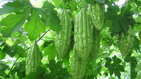 Khổ qua đúng là “thuốc đắng dã tật” - Ảnh 1. Khổ qua đúng là “thuốc đắng dã tật” - Ảnh 1.