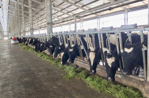 Vinamilk sản xuất sữa A2 lần đầu tiên tại Việt Nam - Ảnh 1. Vinamilk sản xuất sữa A2 lần đầu tiên tại Việt Nam - Ảnh 1.