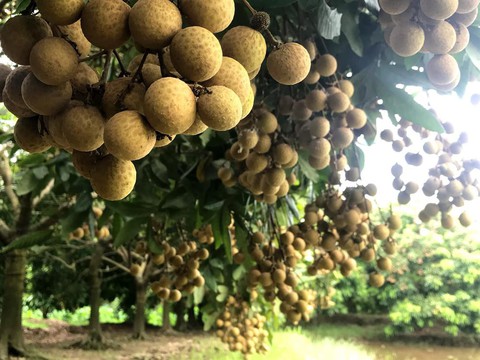 Xúc tiến tiêu thụ nhãn Hưng Yên, Sơn La - Ảnh 1. Xúc tiến tiêu thụ nhãn Hưng Yên, Sơn La - Ảnh 1.