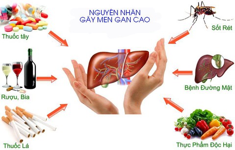 Sự nguy hiểm của men gan cao - Ảnh 1. Sự nguy hiểm của men gan cao - Ảnh 1.