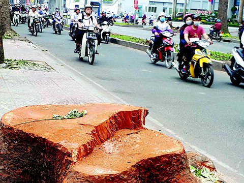 Người Sài Gòn xưa lo phố vắng cây - Ảnh 1. Người Sài Gòn xưa lo phố vắng cây - Ảnh 1.