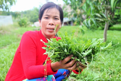 Làm giàu nhờ cây sâm biển - Ảnh 2. Làm giàu nhờ cây sâm biển - Ảnh 2.