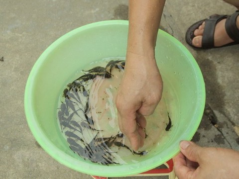 Sản xuất thành công cá chiên quý hiếm trong điều kiện nhân tạo - Ảnh 1. Sản xuất thành công cá chiên quý hiếm trong điều kiện nhân tạo - Ảnh 1.