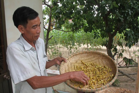 Một công ty muốn đầu tư 50 triệu đô nuôi tằm biến đổi gen? - Ảnh 2. Một công ty muốn đầu tư 50 triệu đô nuôi tằm biến đổi gen? - Ảnh 2.