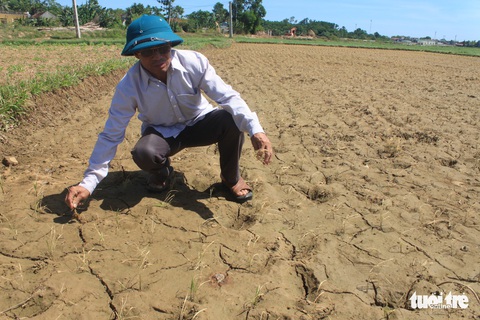 Nắng nóng kéo dài, Thanh Hóa lo mất gần 1.000ha lúa mùa - Ảnh 2. Nắng nóng kéo dài, Thanh Hóa lo mất gần 1.000ha lúa mùa - Ảnh 2.