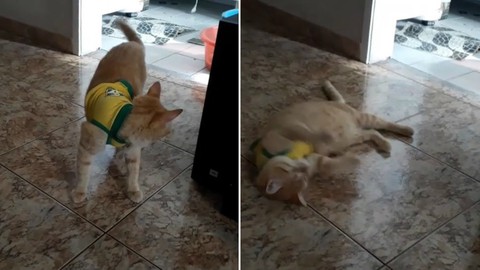 Khi chó mèo biết té và ăn vạ giống Neymar ở World Cup - Ảnh 2. Khi chó mèo biết té và ăn vạ giống Neymar ở World Cup - Ảnh 2.