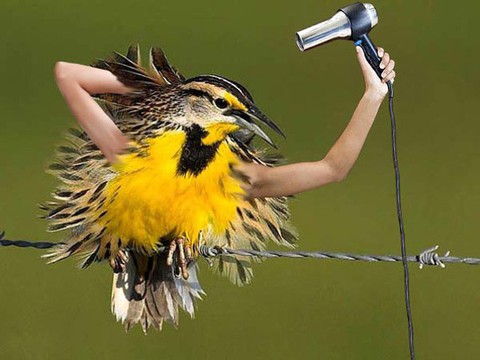 Cười té ghế với thánh photoshop gắn tay cho thú - Ảnh 7. Cười té ghế với thánh photoshop gắn tay cho thú - Ảnh 7.