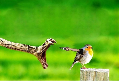 Cười té ghế với thánh photoshop gắn tay cho thú - Ảnh 3. Cười té ghế với thánh photoshop gắn tay cho thú - Ảnh 3.