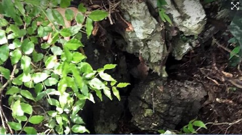 Thợ săn tổ yến đổ về hang Tham Luang cứu đội bóng Thái Lan - Ảnh 4. Thợ săn tổ yến đổ về hang Tham Luang cứu đội bóng Thái Lan - Ảnh 4.