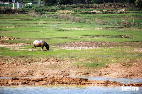 25 hồ Nghệ An xuống mực nước chết, 23.000ha lúa khô hạn - Ảnh 1. 25 hồ Nghệ An xuống mực nước chết, 23.000ha lúa khô hạn - Ảnh 1.