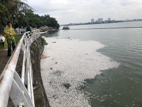Cá chết nổi trắng hồ Tây do thay đổi thời tiết? - Ảnh 3. Cá chết nổi trắng hồ Tây do thay đổi thời tiết? - Ảnh 3.