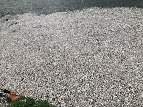 Cá chết nổi trắng hồ Tây do thay đổi thời tiết? - Ảnh 1. Cá chết nổi trắng hồ Tây do thay đổi thời tiết? - Ảnh 1.