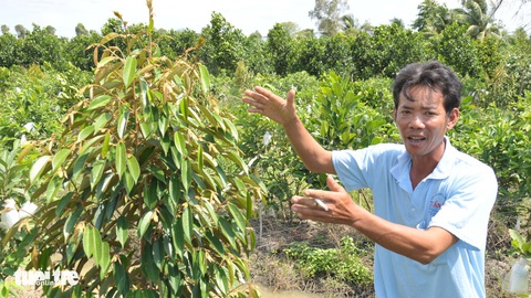 Thấy trồng sầu riêng dễ ăn, nhiều nông dân lại bỏ lúa - Ảnh 1. Thấy trồng sầu riêng dễ ăn, nhiều nông dân lại bỏ lúa - Ảnh 1.